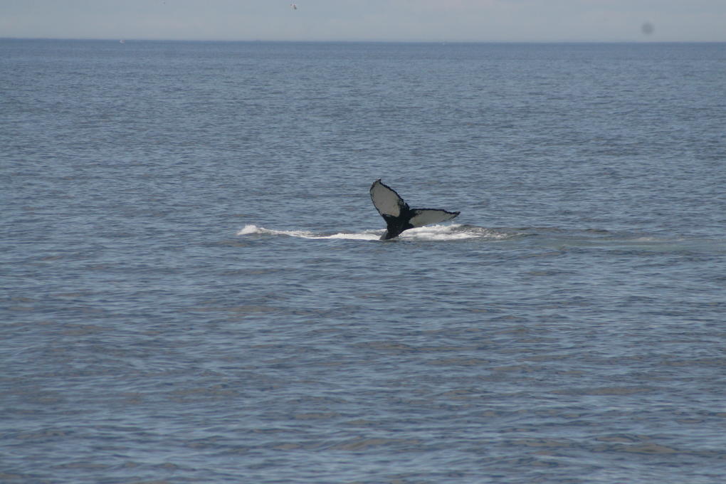 Salt hat ihren Namen dem weißen Muster auf der Rückenflosse zu verdanken, die an eine Salzkruste erinnert. Foto: Alex Hill Salt hat ihren Namen dem weißen Muster auf der Rückenflosse zu verdanken, die an eine Salzkruste erinnert. Foto: Alex Hill