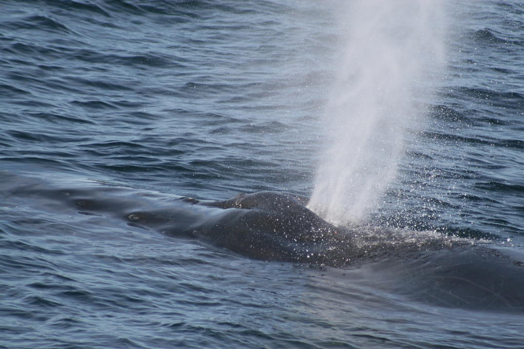 Salt ist gerade auf dem Weg in ihr Sommerquartier und ist in allen Ozeanen beheimatet. Foto: Blandine Melis Salt ist gerade auf dem Weg in ihr Sommerquartier und ist in allen Ozeanen beheimatet. Foto: Blandine Melis
