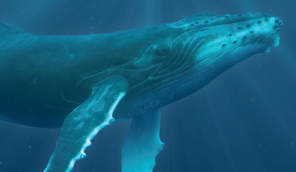 Eines der wenigen Bilder, auf denen Salt sich einmal in ihrer ganzen Größe zeigt. Foto: Vanessa Mignon Eines der wenigen Bilder, auf denen Salt sich einmal in ihrer ganzen Größe zeigt. Foto: Vanessa Mignon