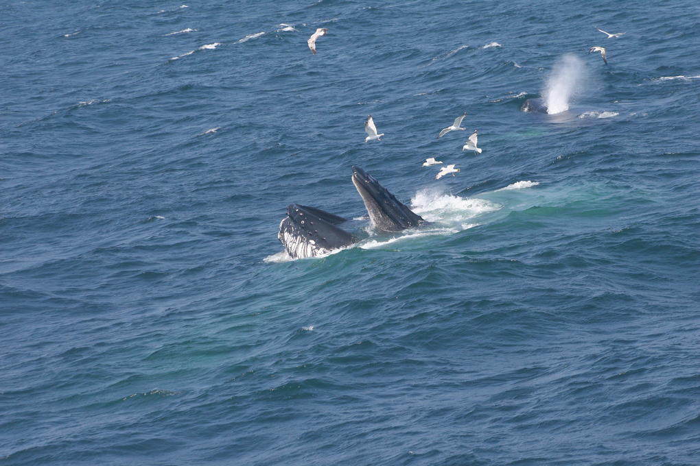 Salt ist 30 Tonnen schwer und isst täglich Unmengen an Krill und Fischen. Foto: Erica Magnusson Salt ist 30 Tonnen schwer und isst täglich Unmengen an Krill und Fischen. Foto: Erica Magnusson