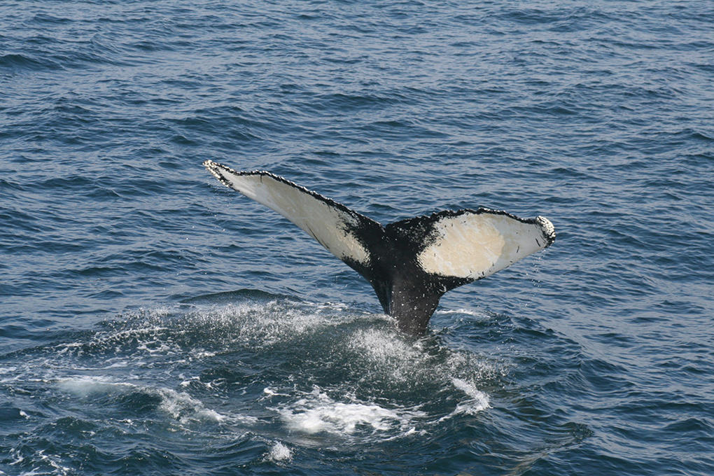 (c)Laura_Gigliotti (c)Laura_Gigliotti